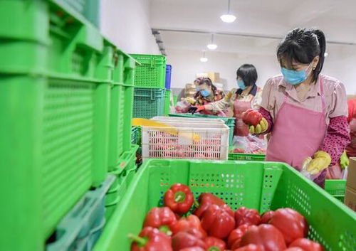 惠安 守護菜籃子，保障食用農(nóng)產(chǎn)品批發(fā)安全